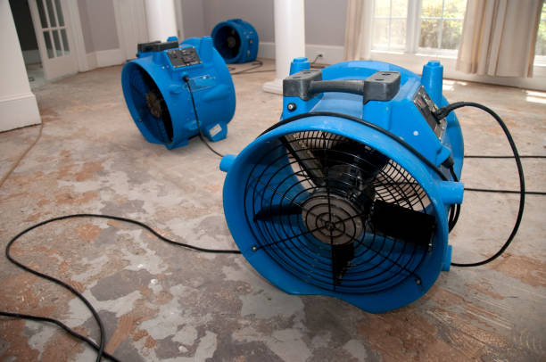 Best Mold removal after water damage  in South Floral Park, NY